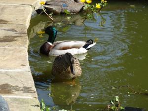 Mallards in the pond